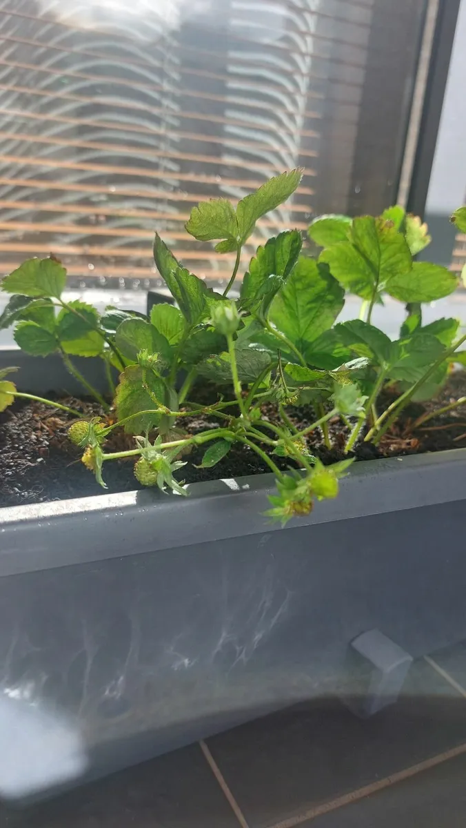 Planter with brackets and strawberries - Image 2
