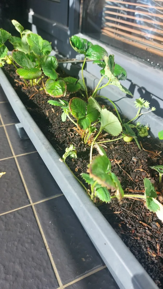 Planter with brackets and strawberries - Image 3