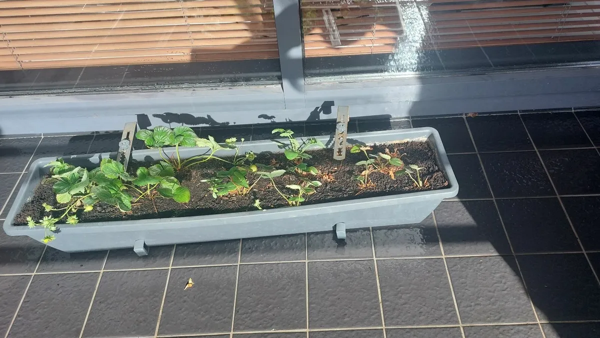Planter with brackets and strawberries - Image 1