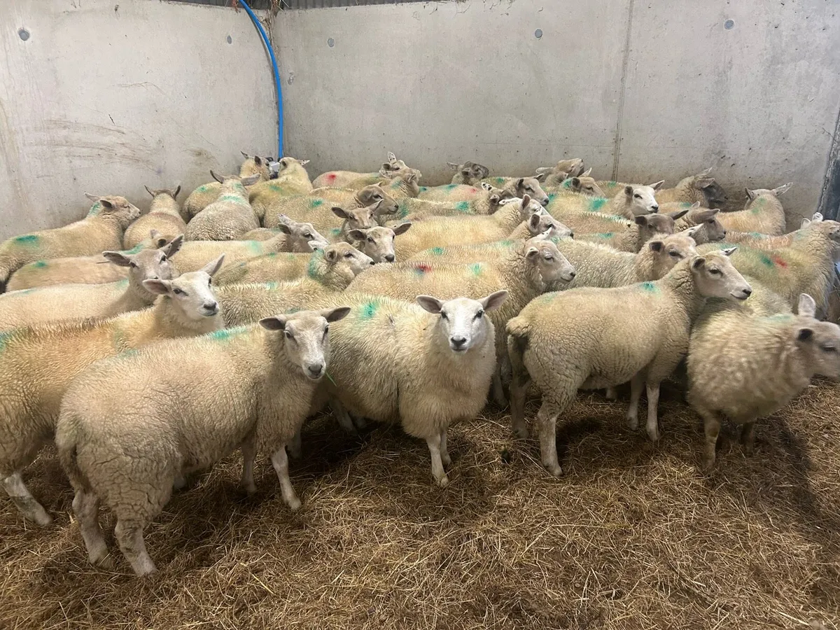 Ewe lambs - Image 1