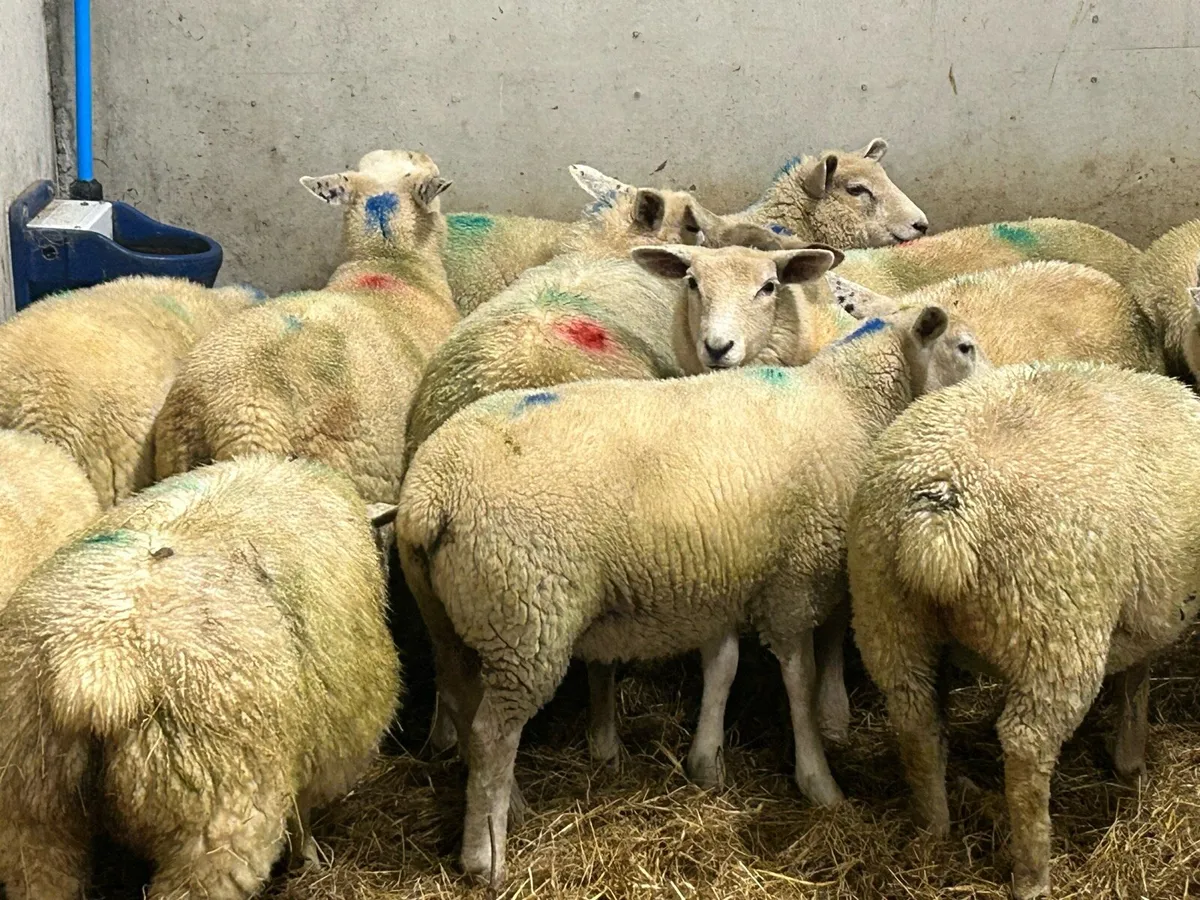 Ewe lambs - Image 2
