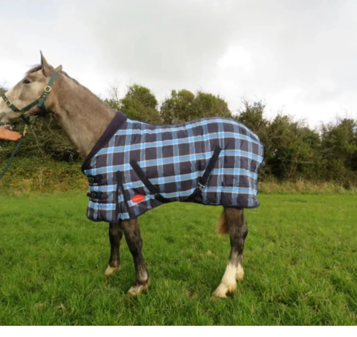 Stable rug