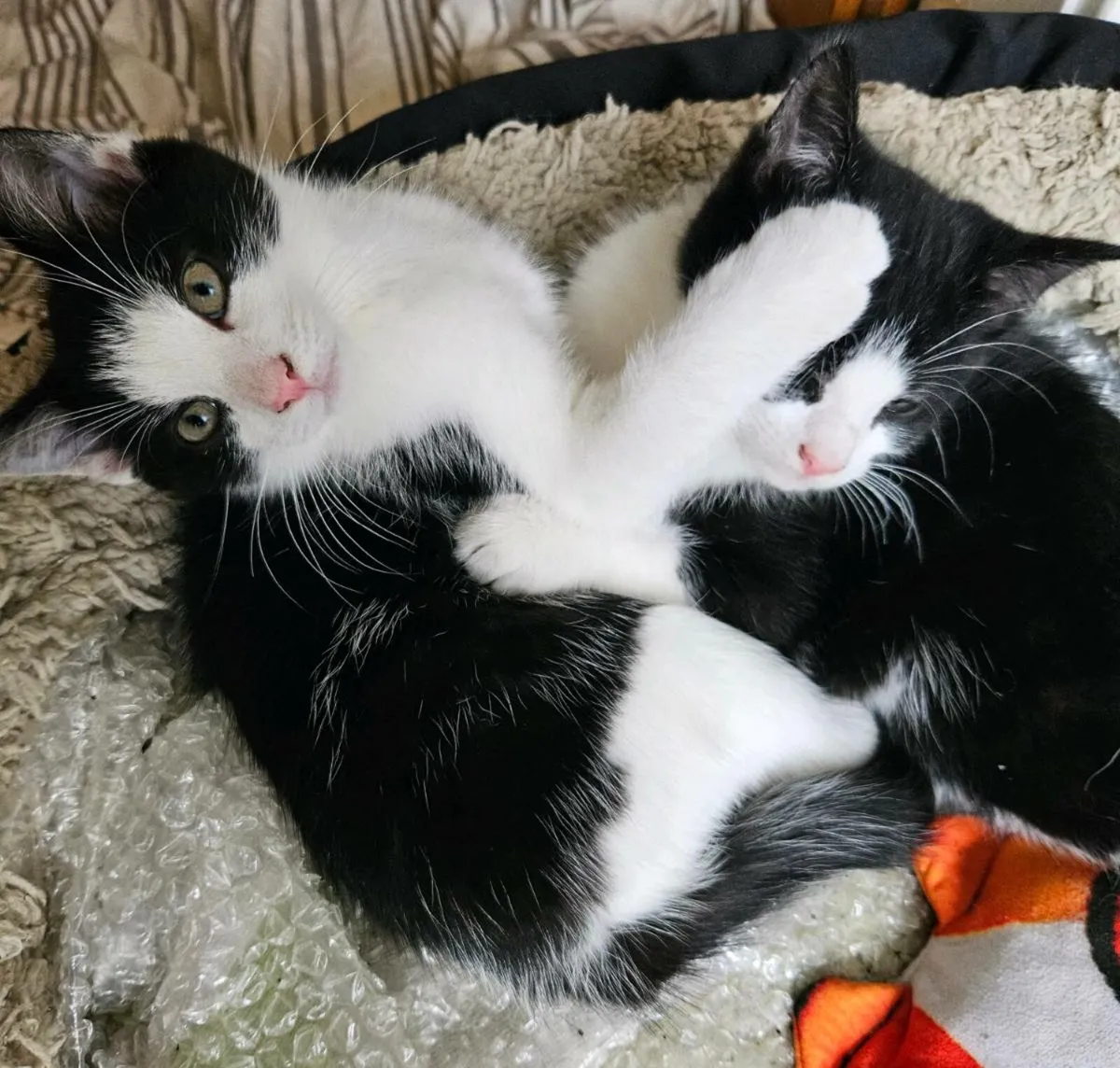 Kittens-Looking for Love - Image 3