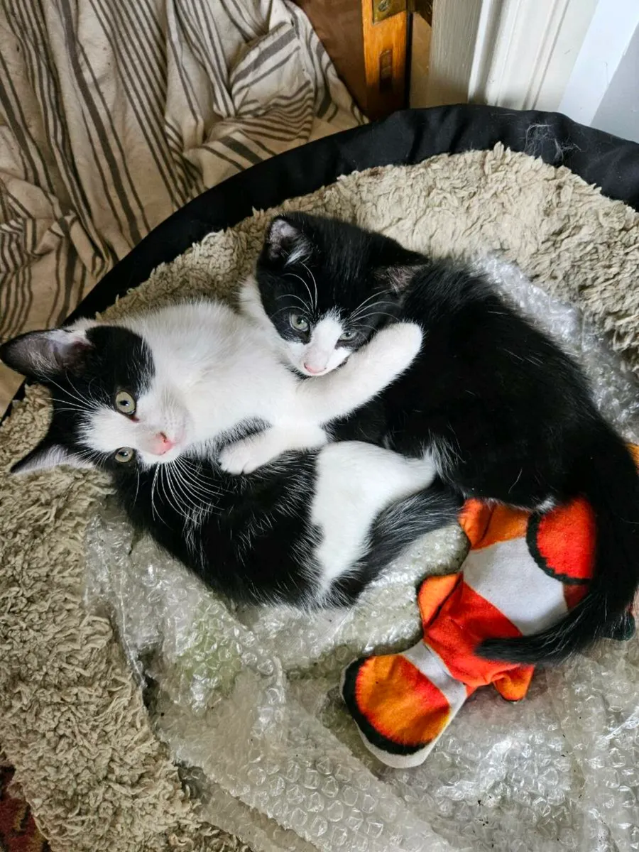 Kittens-Looking for Love - Image 4