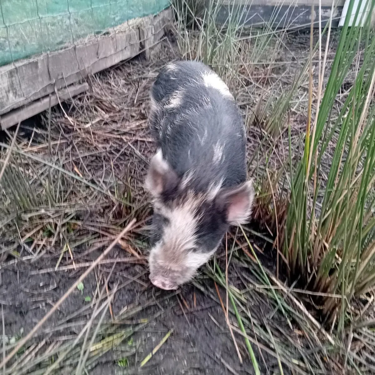 Kuhn kuhn pig. - Image 1