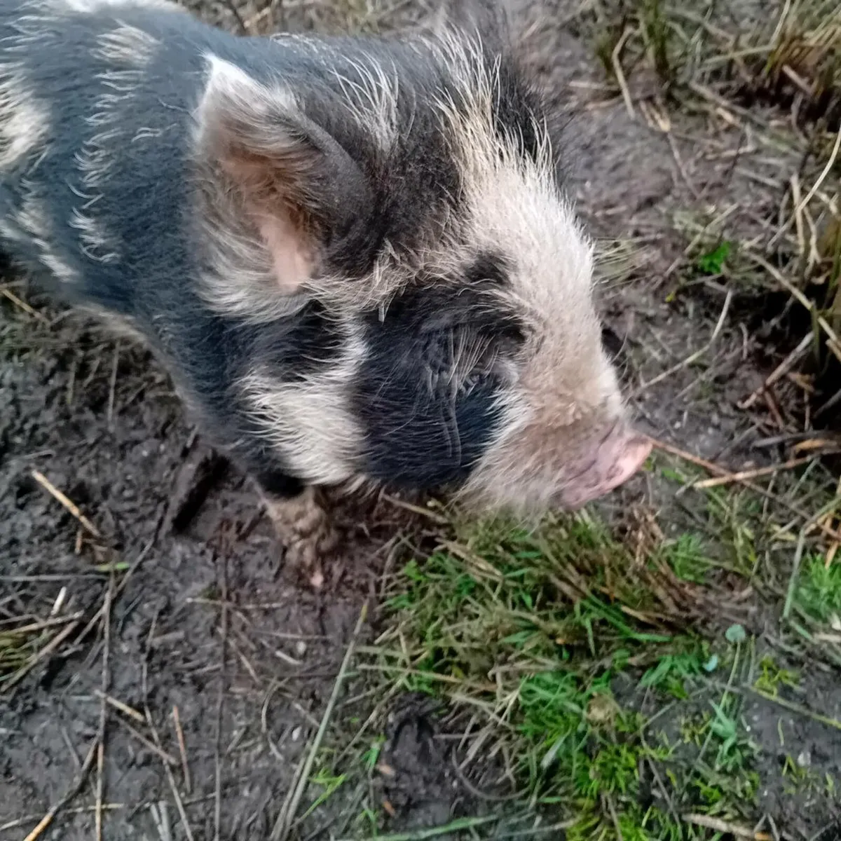 Kuhn kuhn pig. - Image 2
