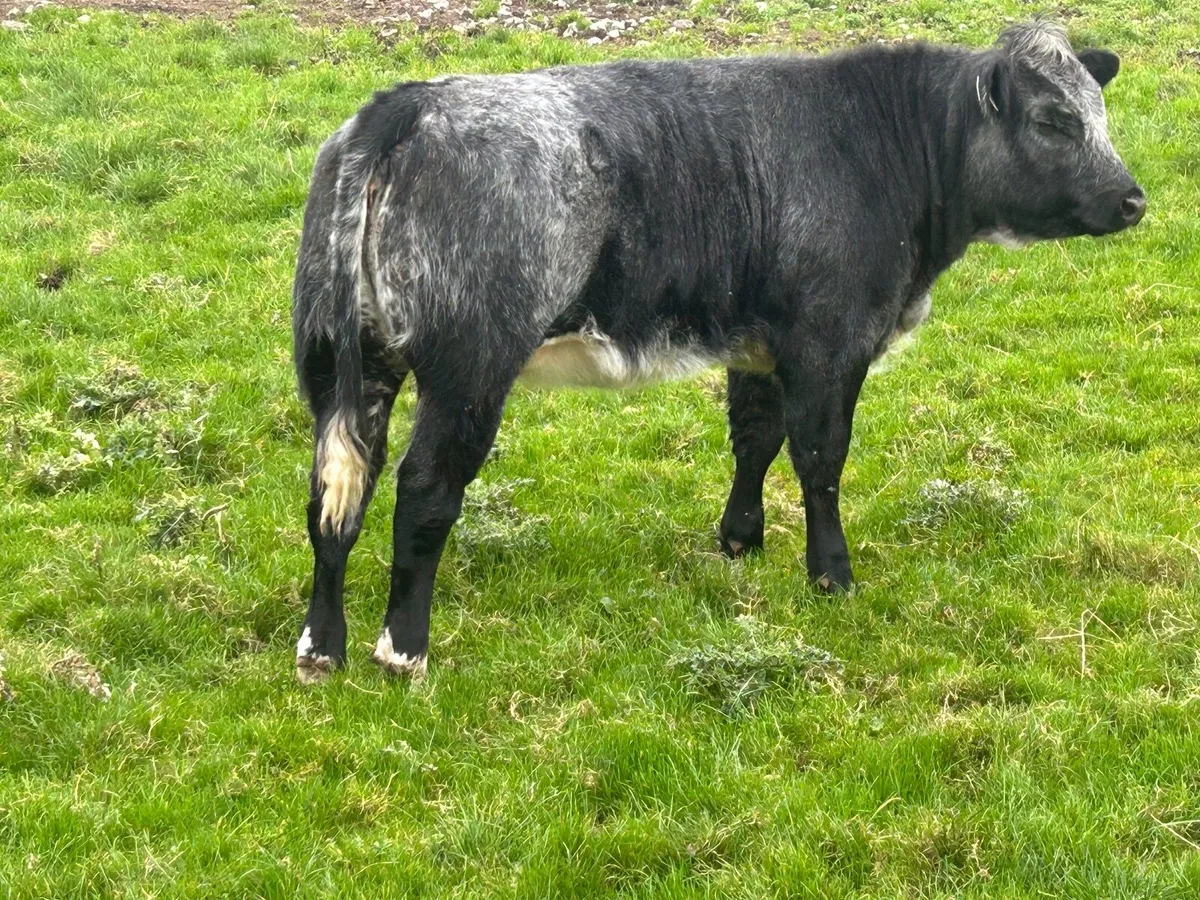 Belgian Blue Weanling Heifer Gort Mart - Image 1