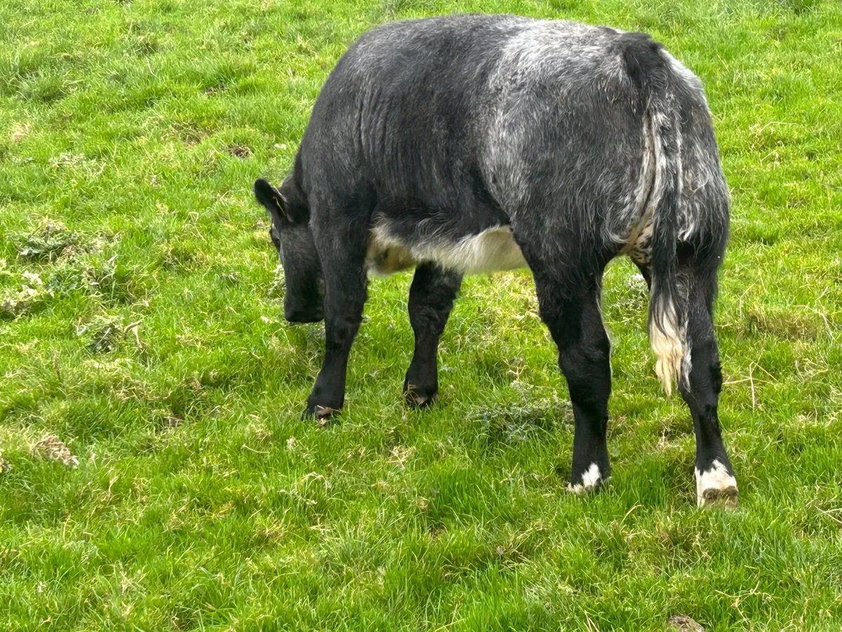 Belgian Blue Weanling Heifer Gort Mart - Image 2