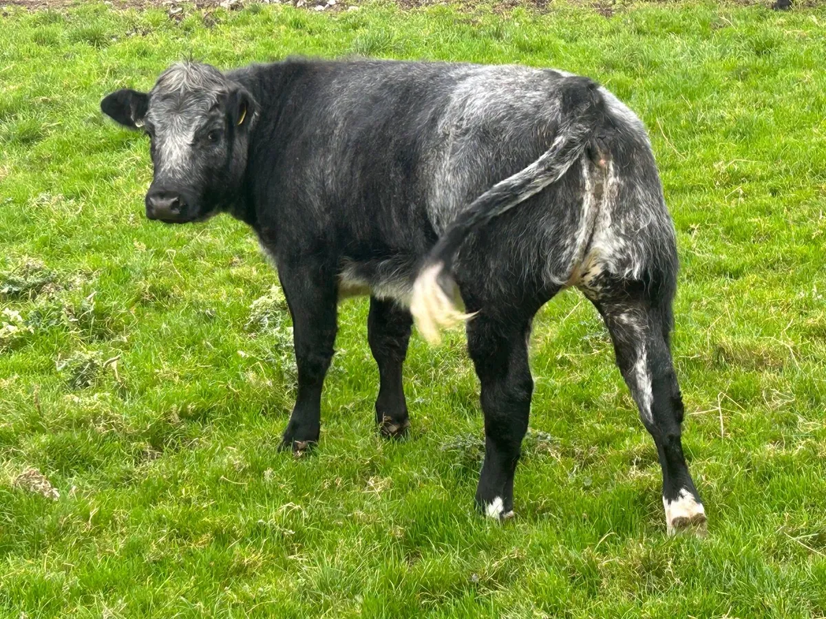 Belgian Blue Weanling Heifer Gort Mart - Image 3