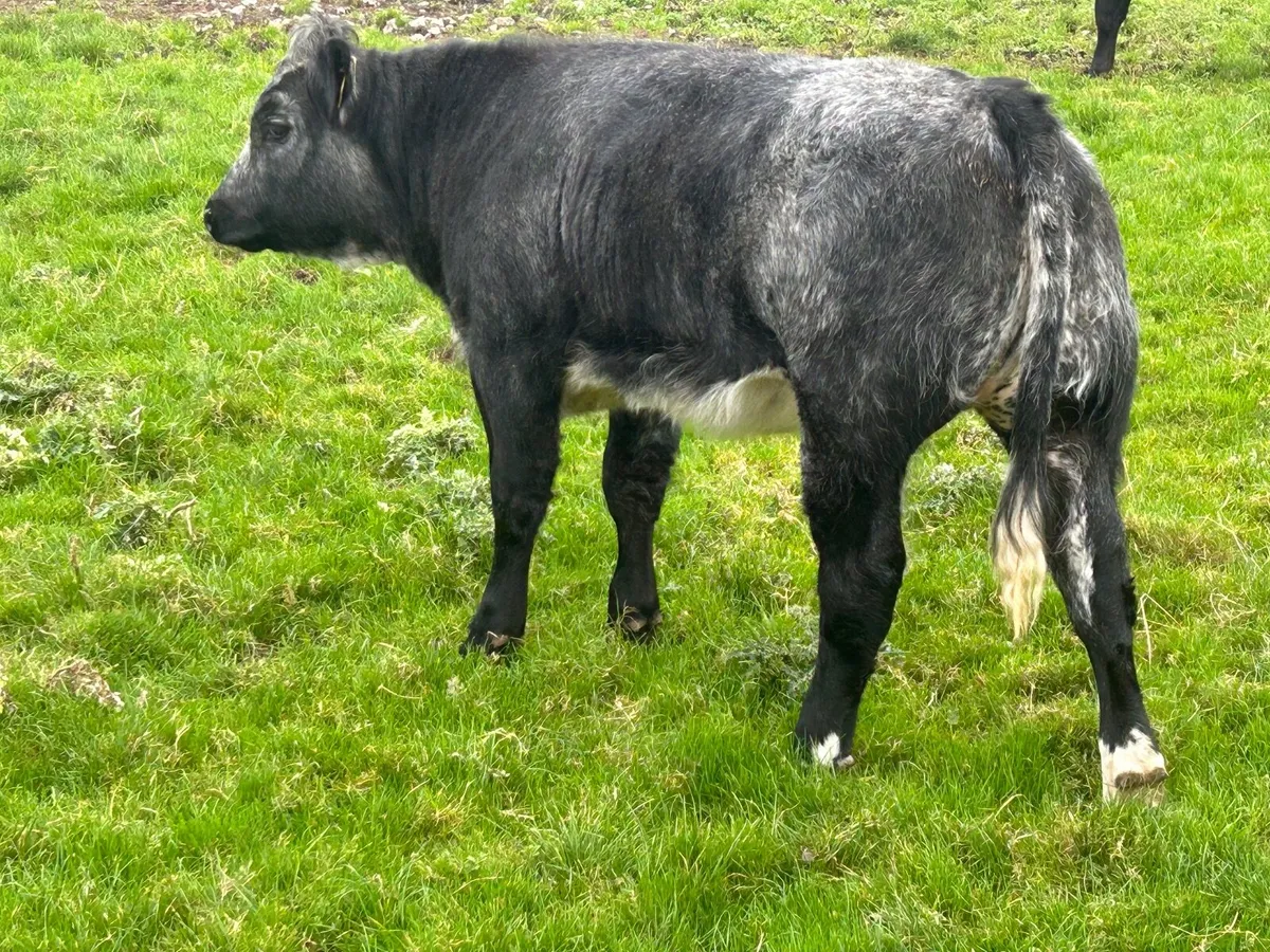 Belgian Blue Weanling Heifer Gort Mart - Image 4