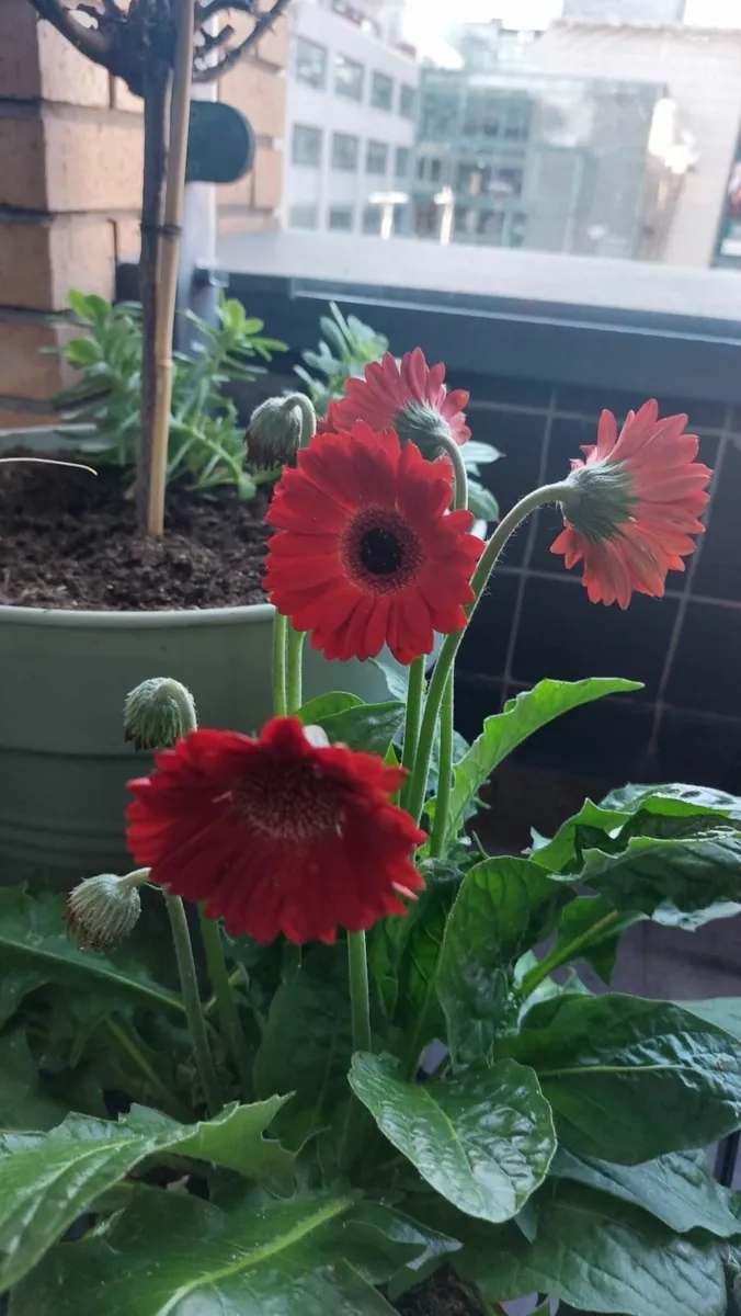 Gerbera flower - Image 2