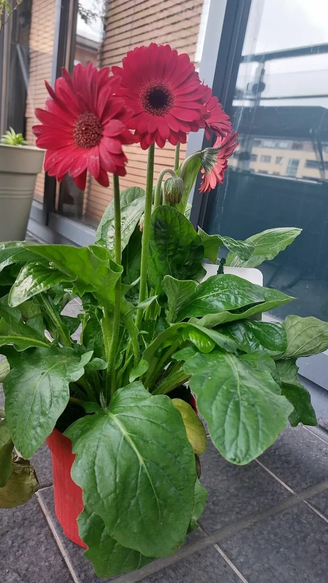 Gerbera flower - Image 3