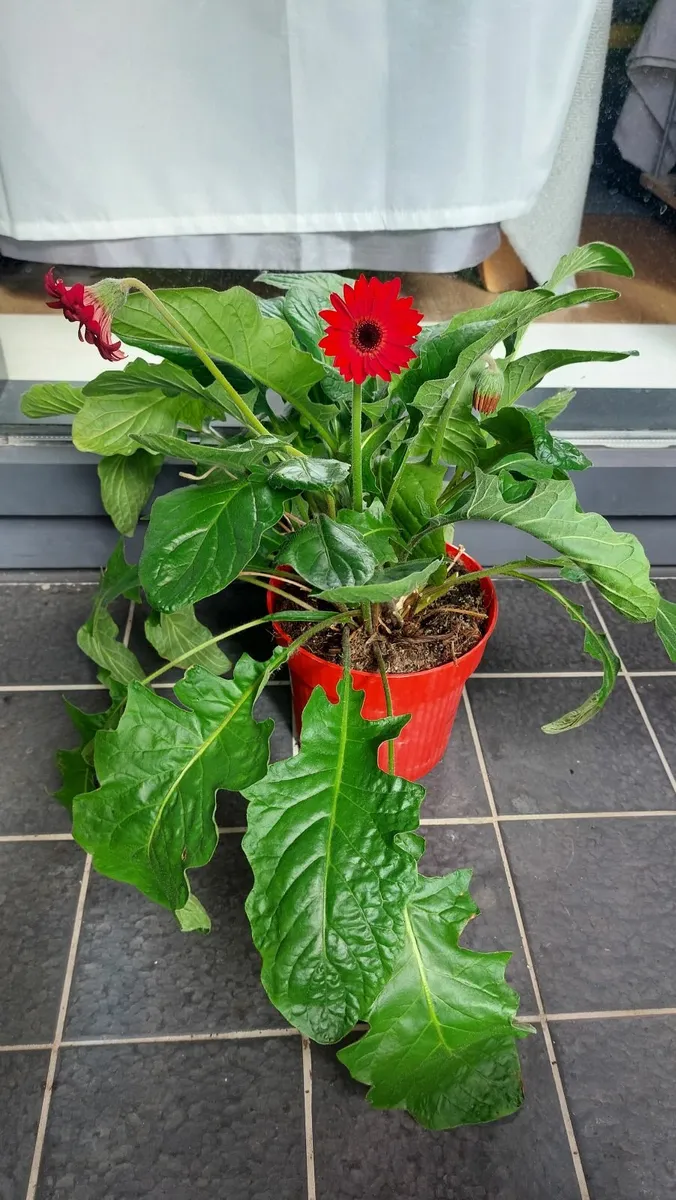 Gerbera flower - Image 1