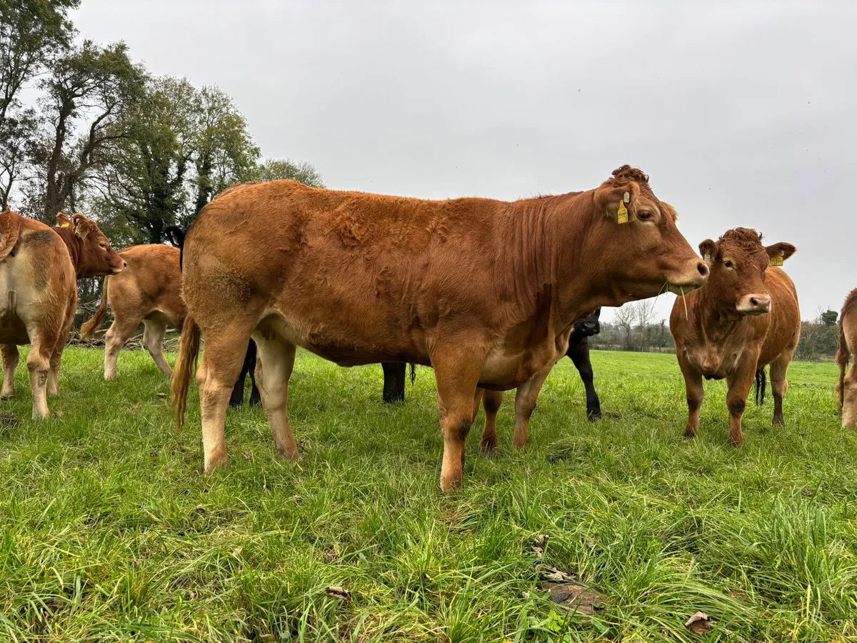 Annual Sale- 30 Home Bred In Calf Limousin Heifers - Image 1