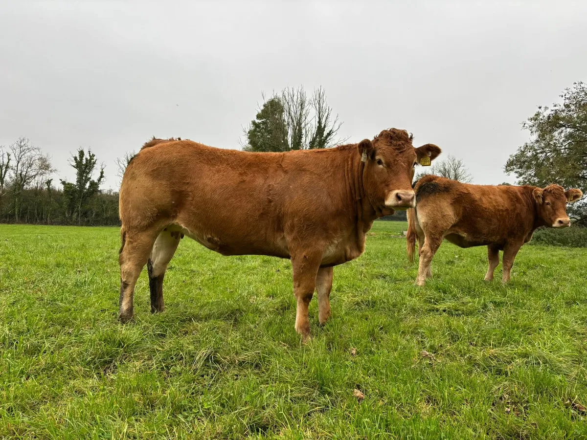 Annual Sale- 30 Home Bred In Calf Limousin Heifers - Image 2