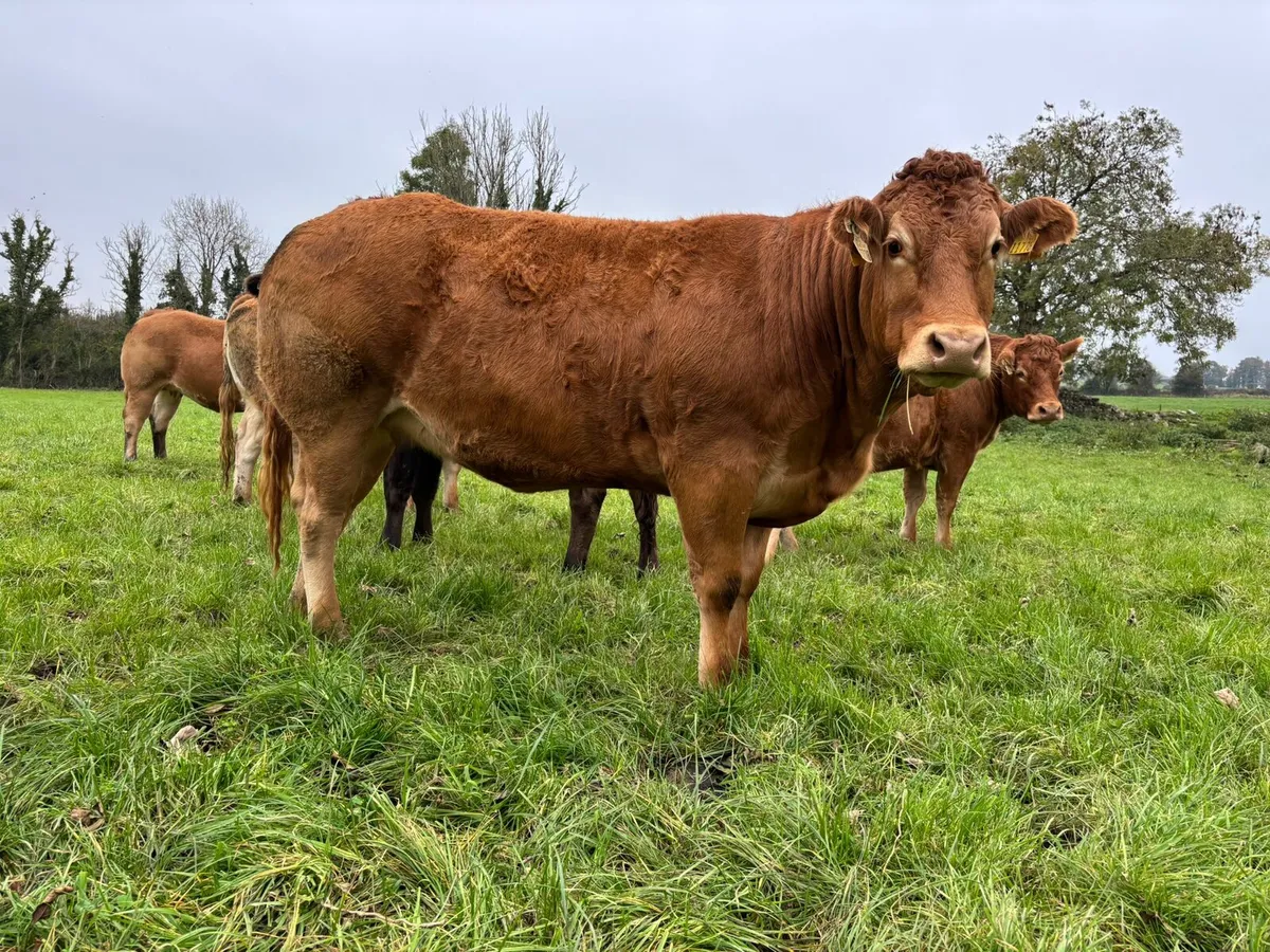 Annual Sale- 30 Home Bred In Calf Limousin Heifers - Image 3