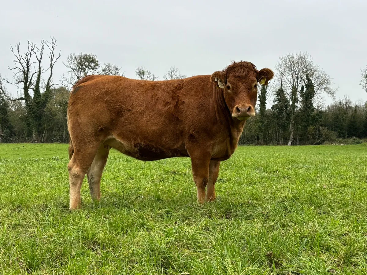 Annual Sale- 30 Home Bred In Calf Limousin Heifers - Image 4