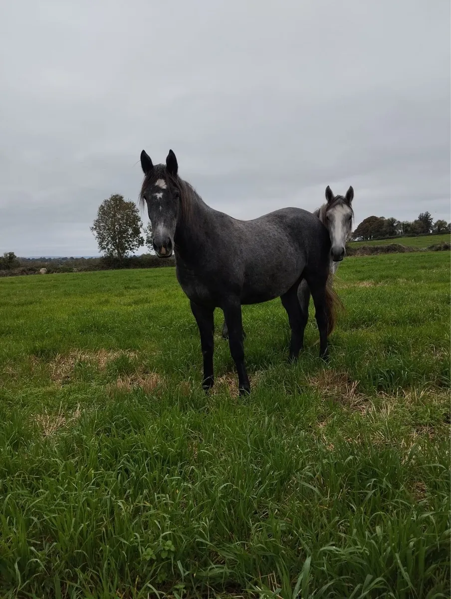 Grey filly’s - Image 1