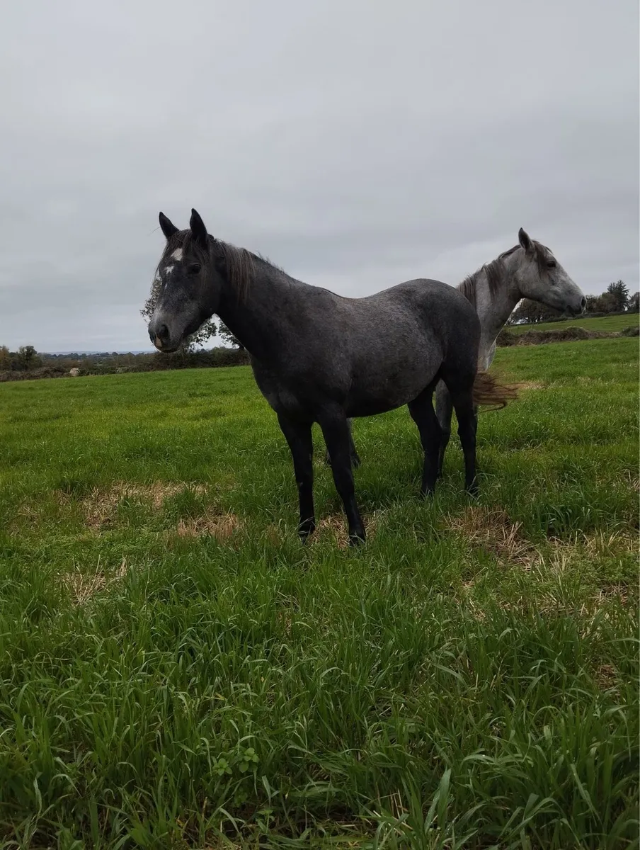 Grey filly’s - Image 2