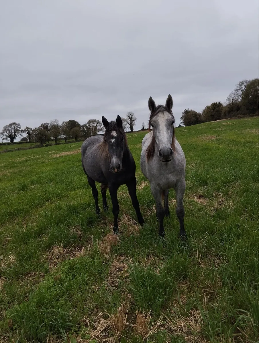 Grey filly’s - Image 3
