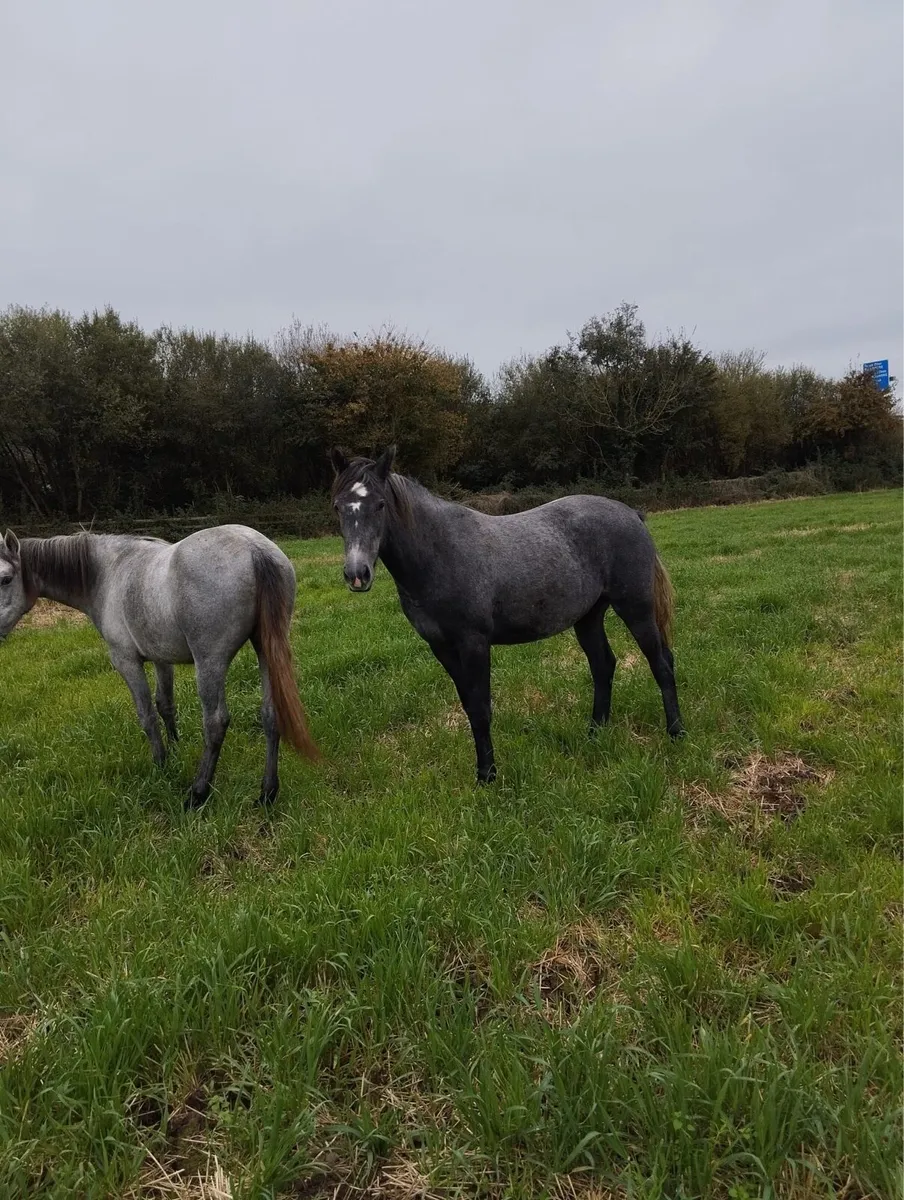 Grey filly’s - Image 4