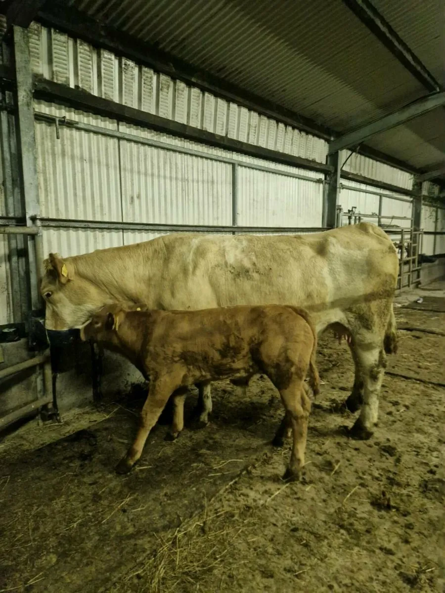 Springers Gort Mart 16th - Image 1