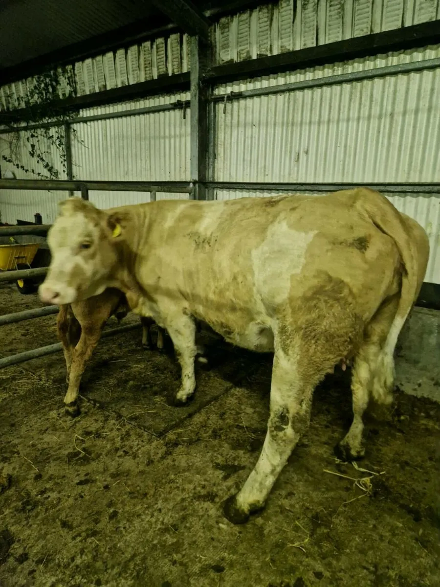 Springers Gort Mart 16th - Image 2
