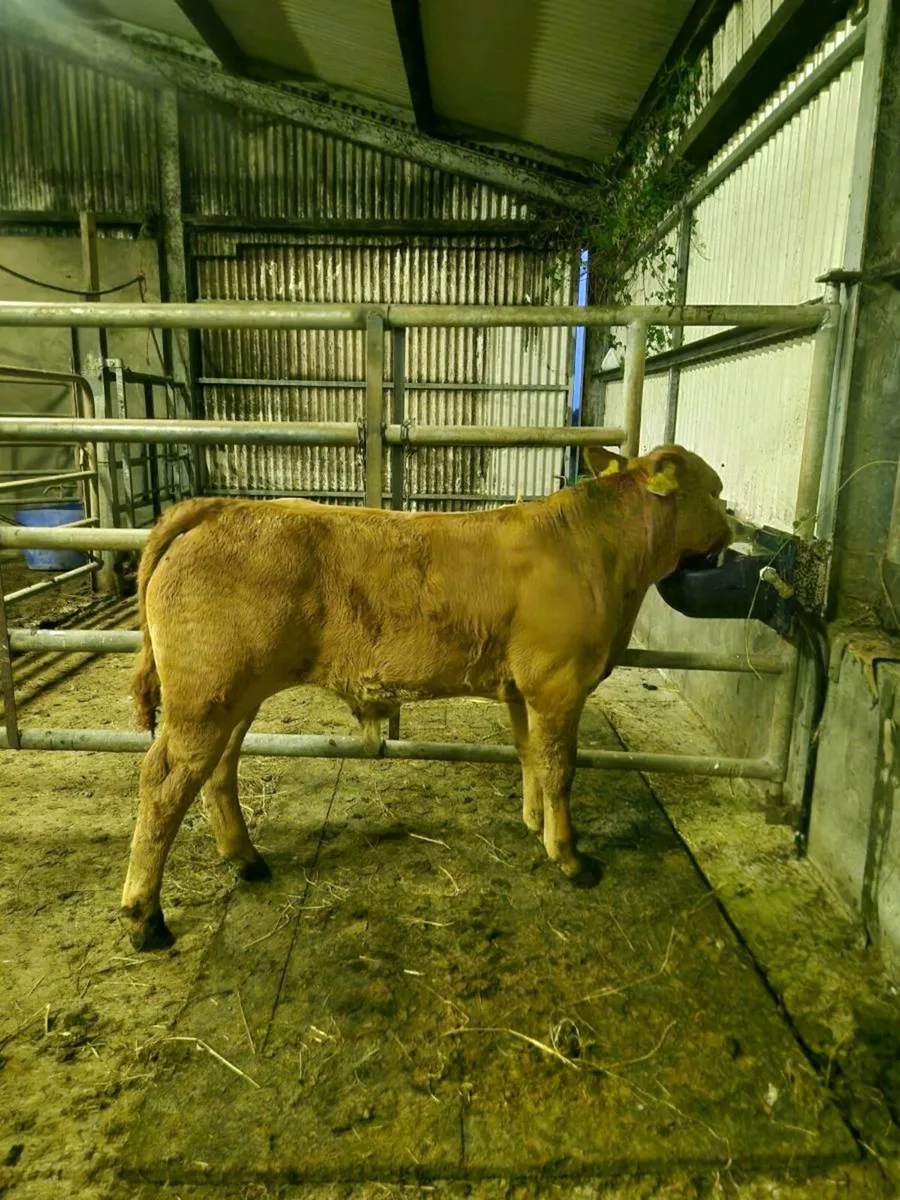 Springers Gort Mart 16th - Image 3