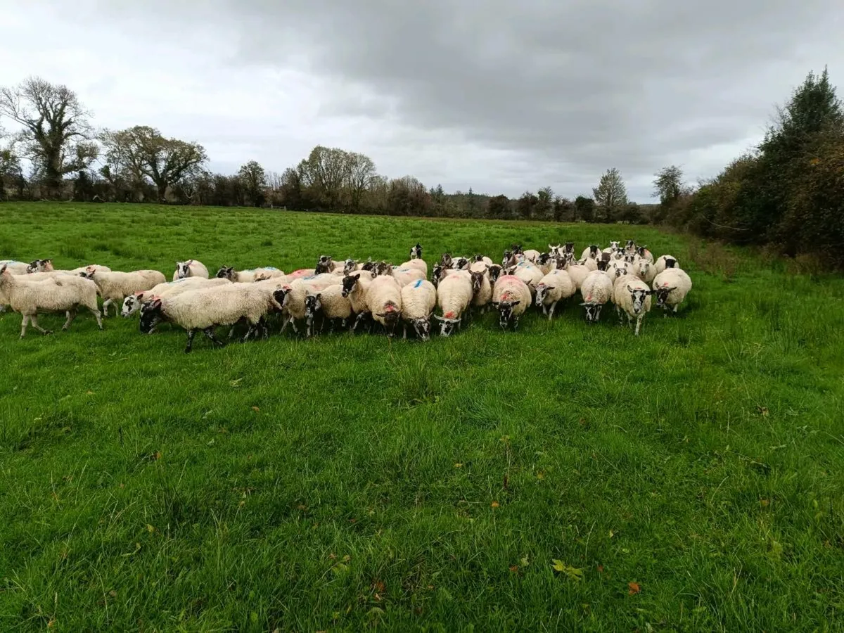 Mule breeding ewes - Image 2