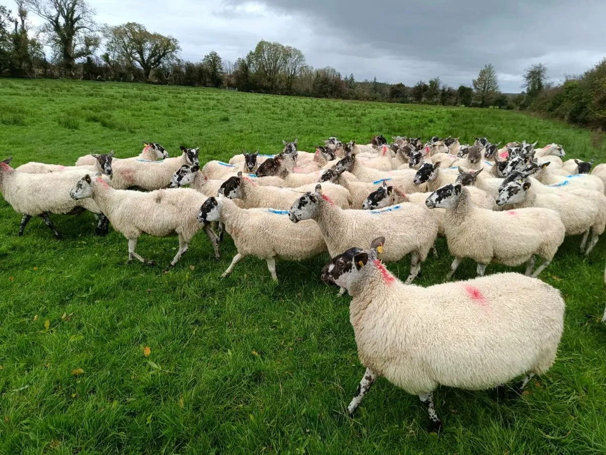 Mule breeding ewes - Image 1