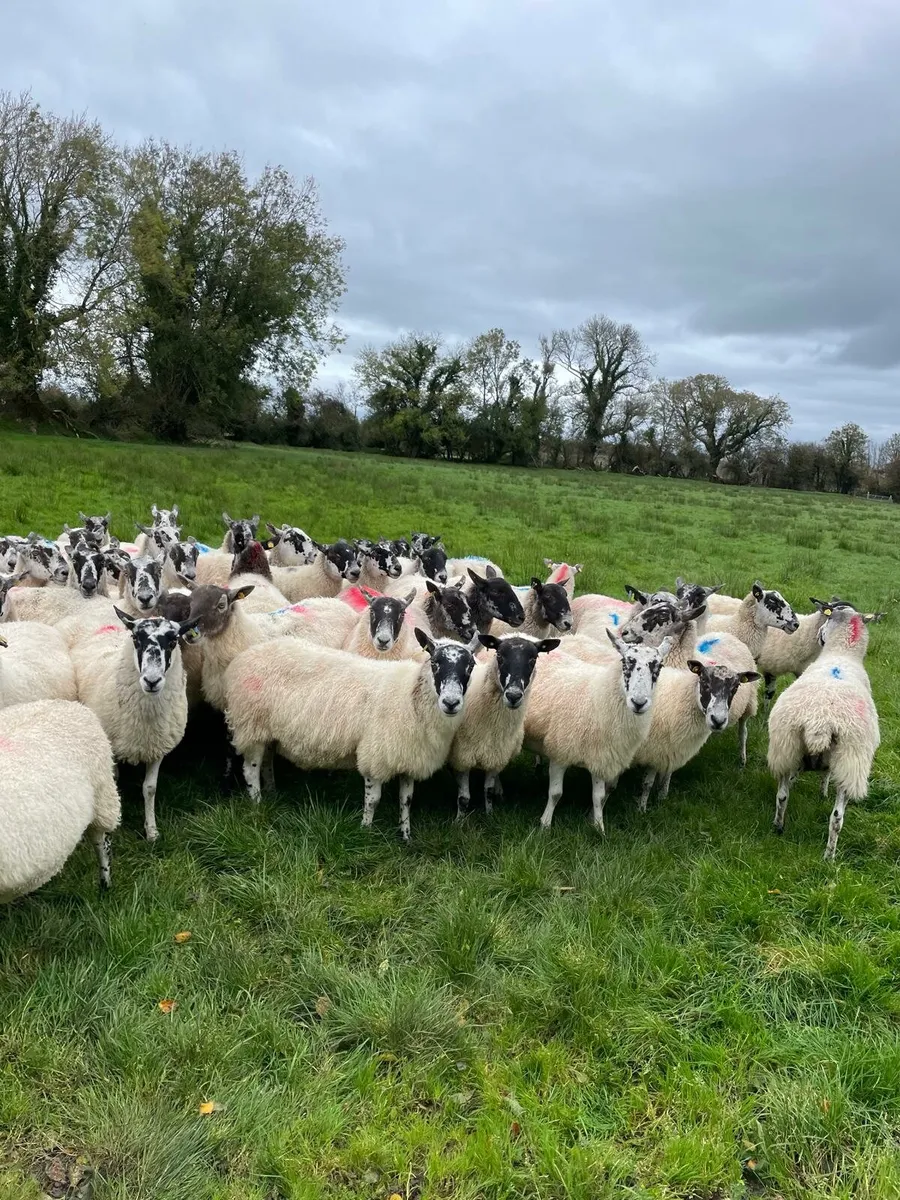 Mule breeding ewes - Image 3