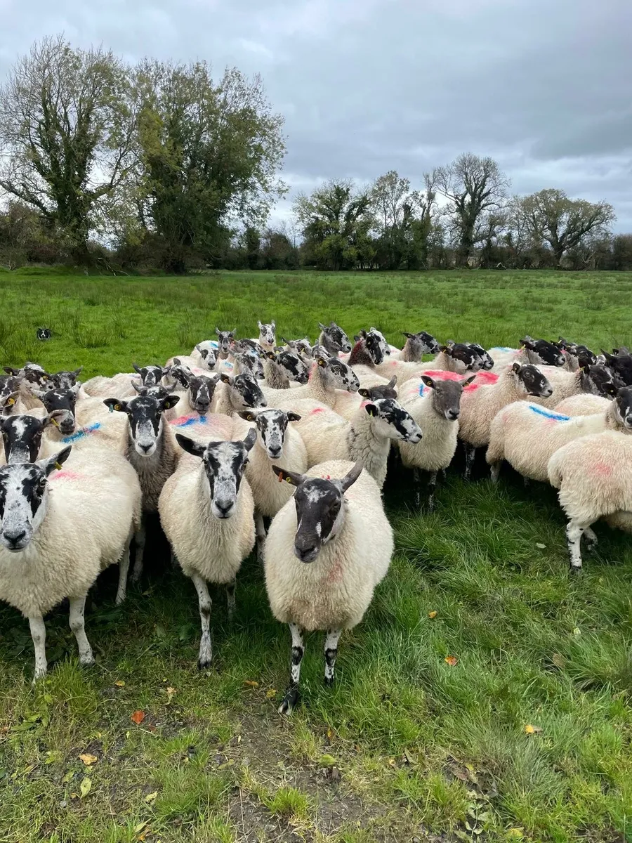 Mule breeding ewes - Image 4