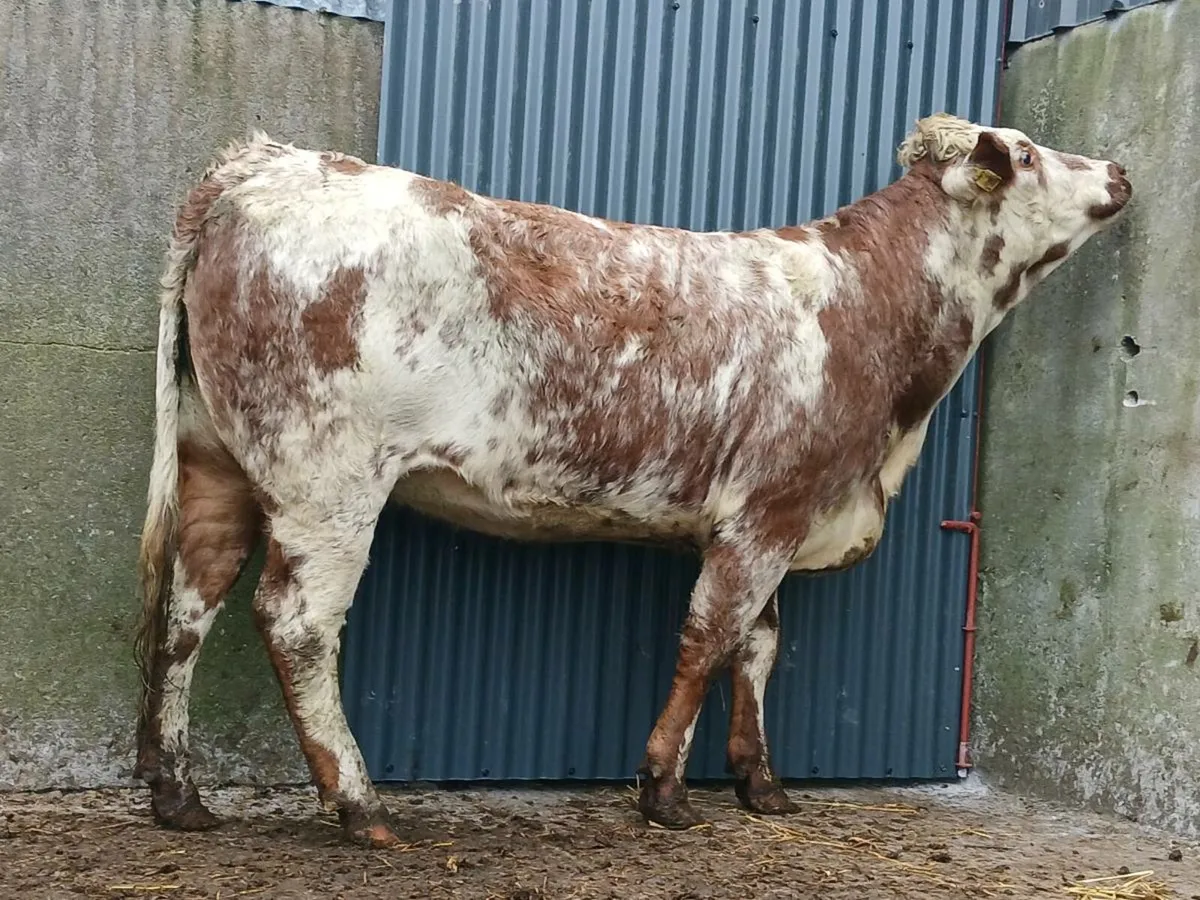 🌟  Smashing Roan Heifer 🌟 - Image 1