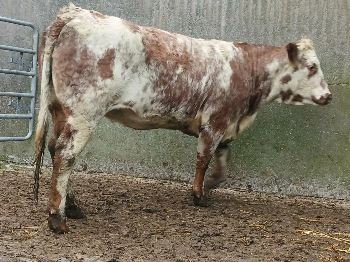 🌟  Smashing Roan Heifer 🌟 - Image 2