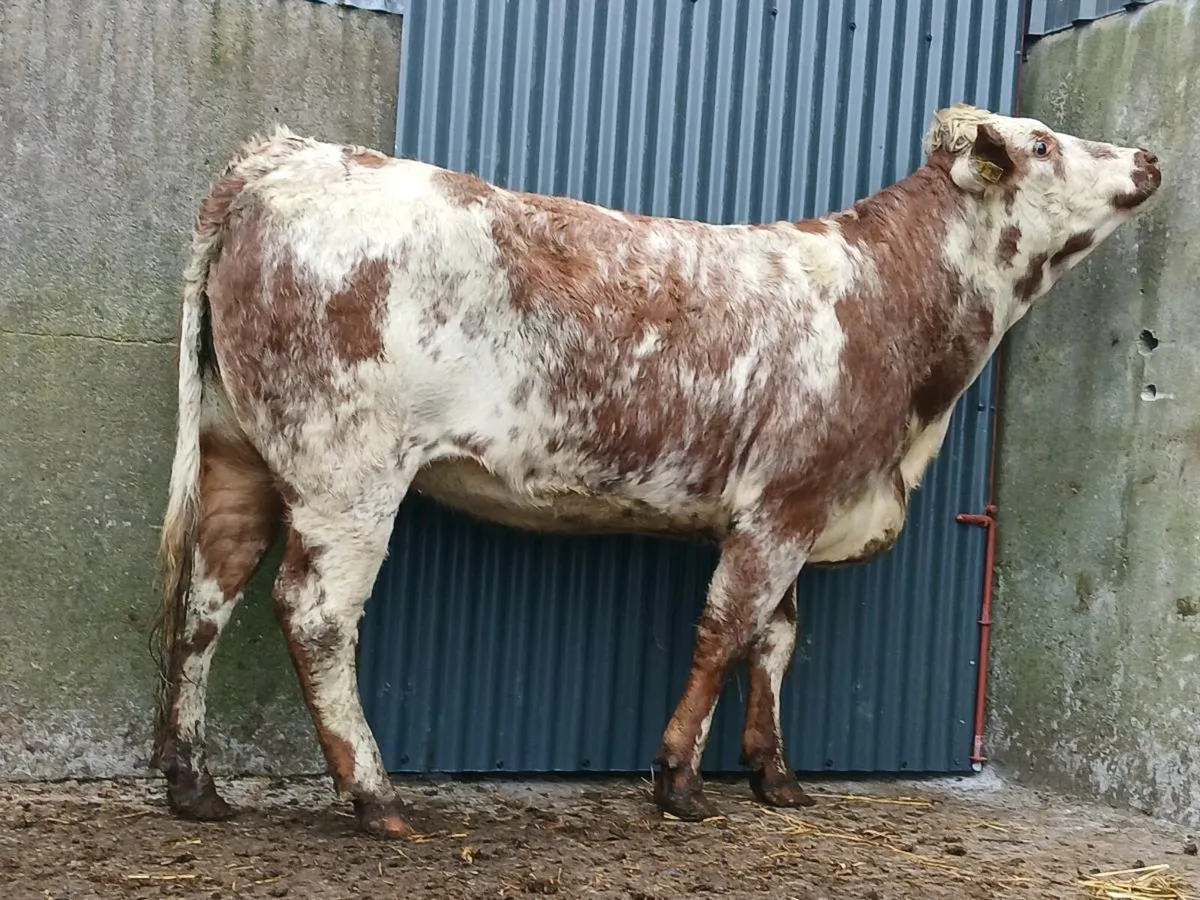 🌟  Smashing Roan Heifer 🌟 - Image 3