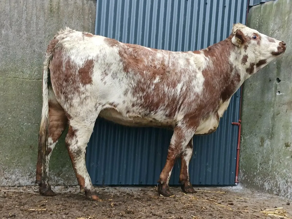 🌟  Smashing Roan Heifer 🌟 - Image 4