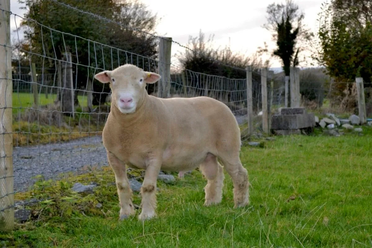 Pedigree Dorset Rams - Image 1