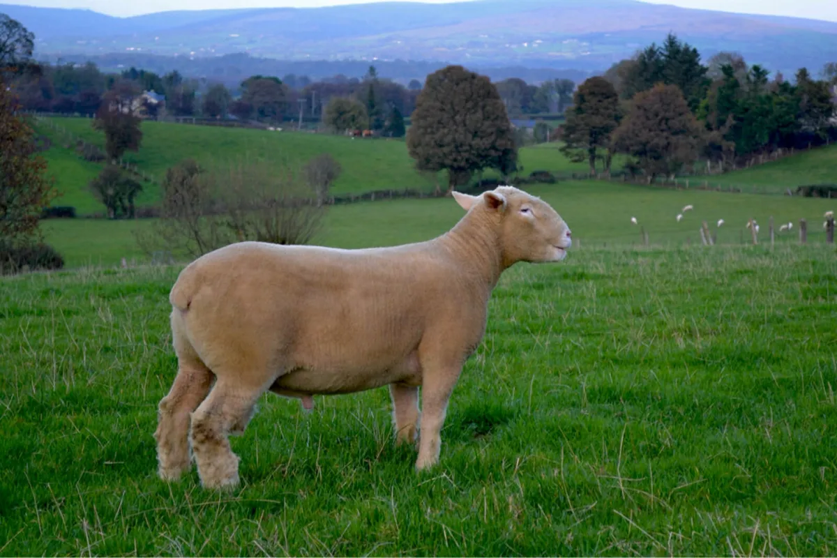 Pedigree Dorset Rams - Image 2