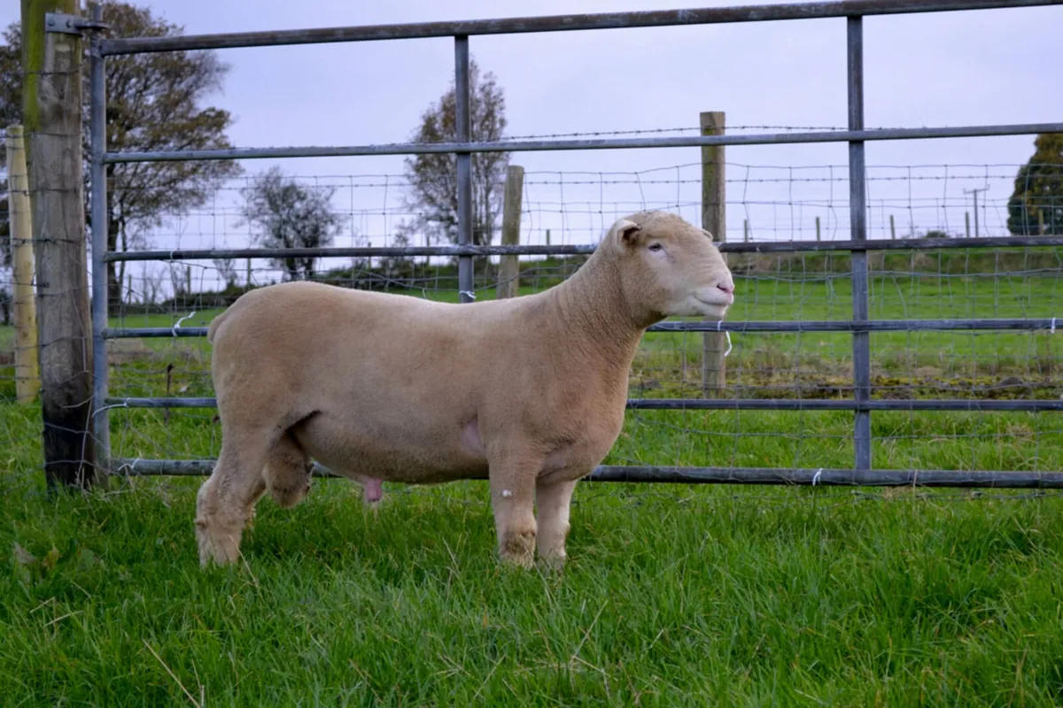 Pedigree Dorset Rams - Image 3