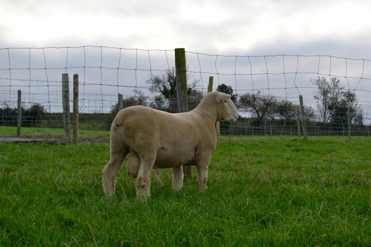Pedigree Dorset Rams - Image 4
