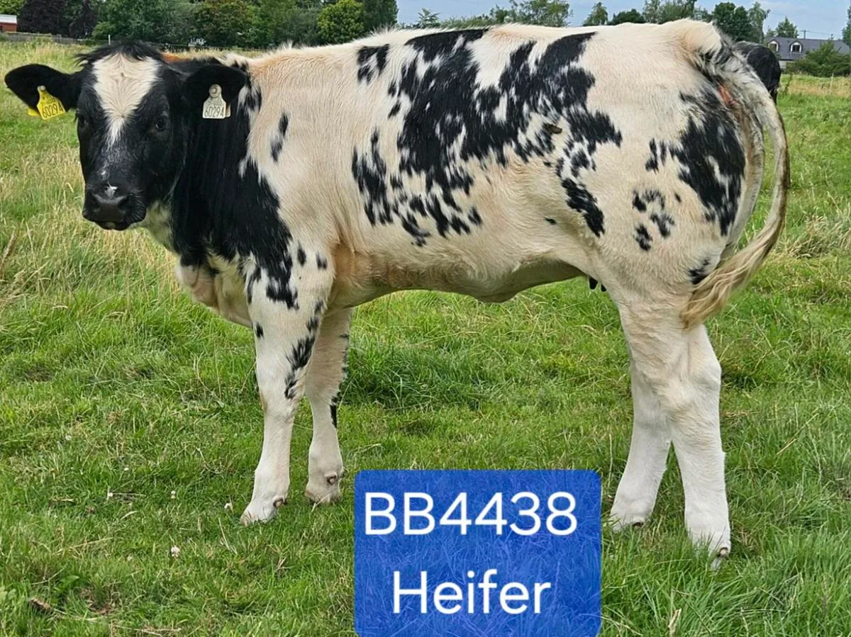 Ai Bred Heifers - Image 1