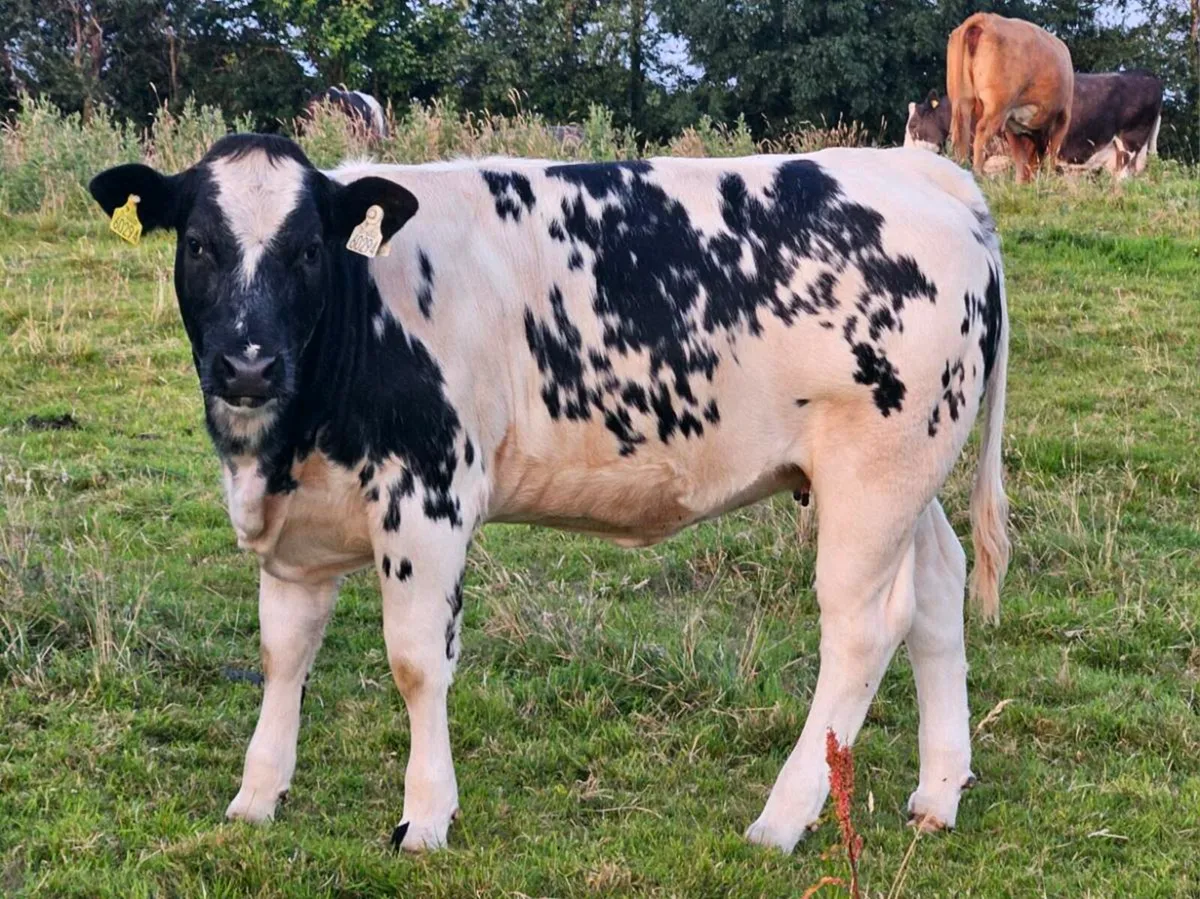 Ai Bred Heifers - Image 2