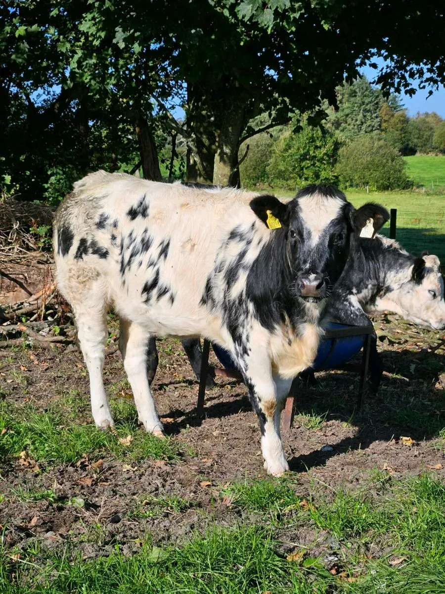 Ai Bred Heifers - Image 3