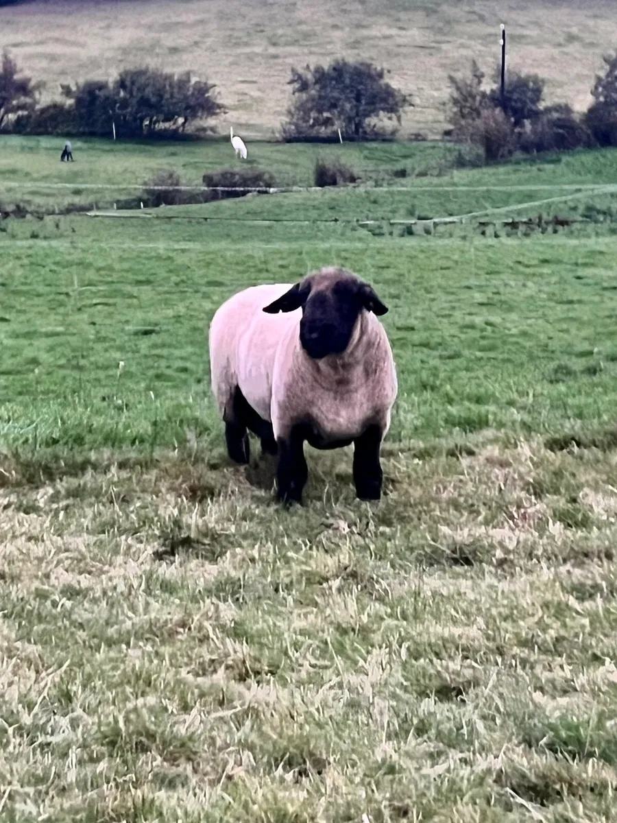 Suffolk Ram - Image 1