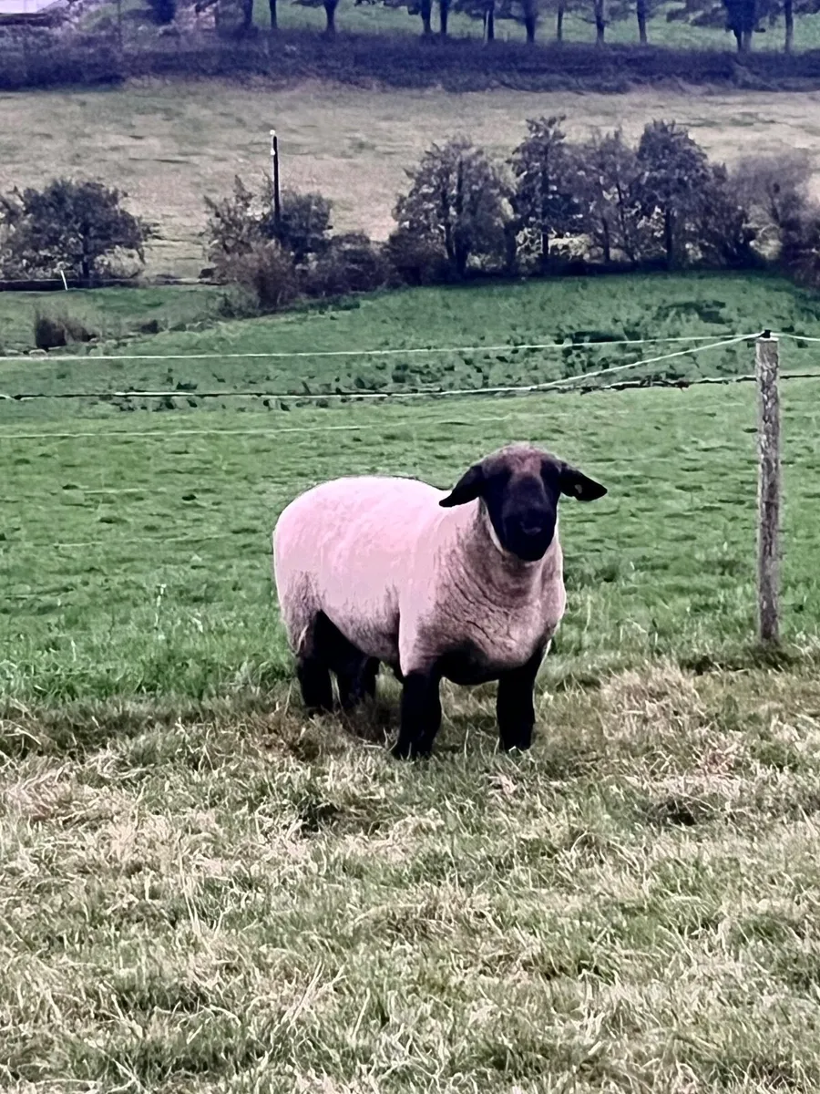 Suffolk Ram - Image 2