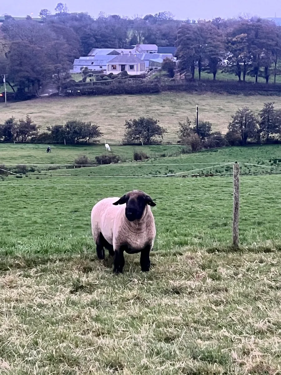 Suffolk Ram - Image 3