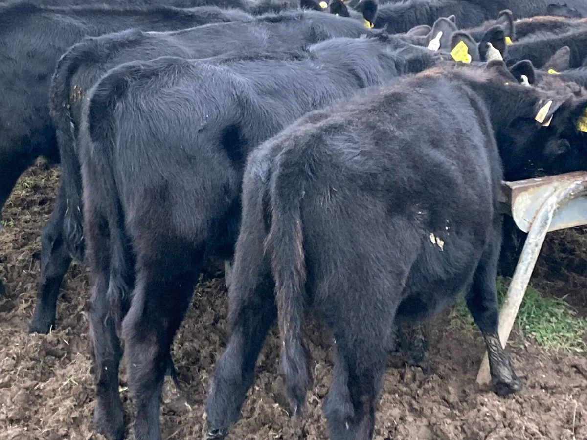 17 bucket fed Angus heifer weanlings - Image 1
