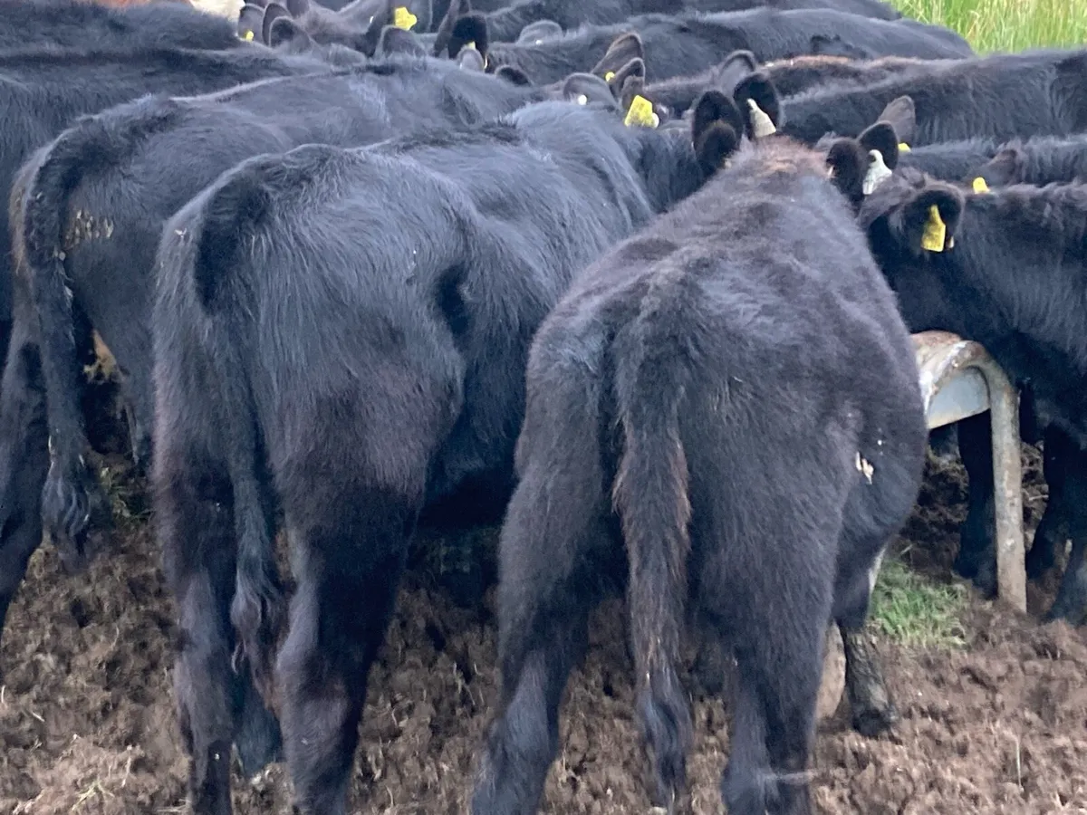 17 bucket fed Angus heifer weanlings - Image 2