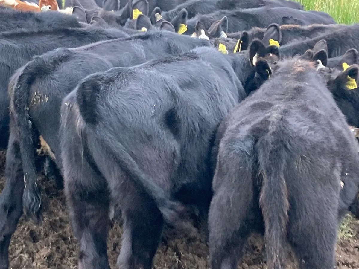 17 bucket fed Angus heifer weanlings - Image 3