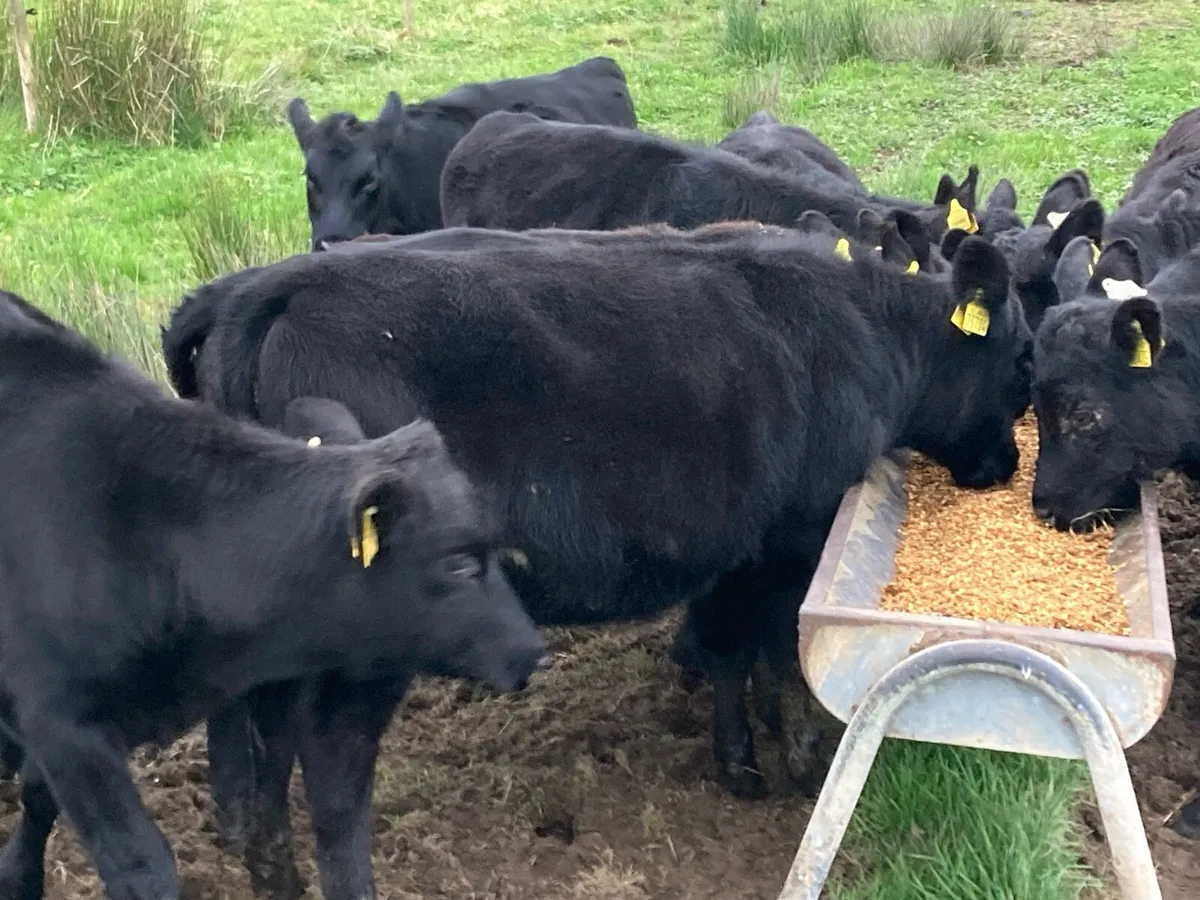 17 bucket fed Angus heifer weanlings - Image 4